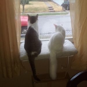 Truman and Buddy Cissy Mae